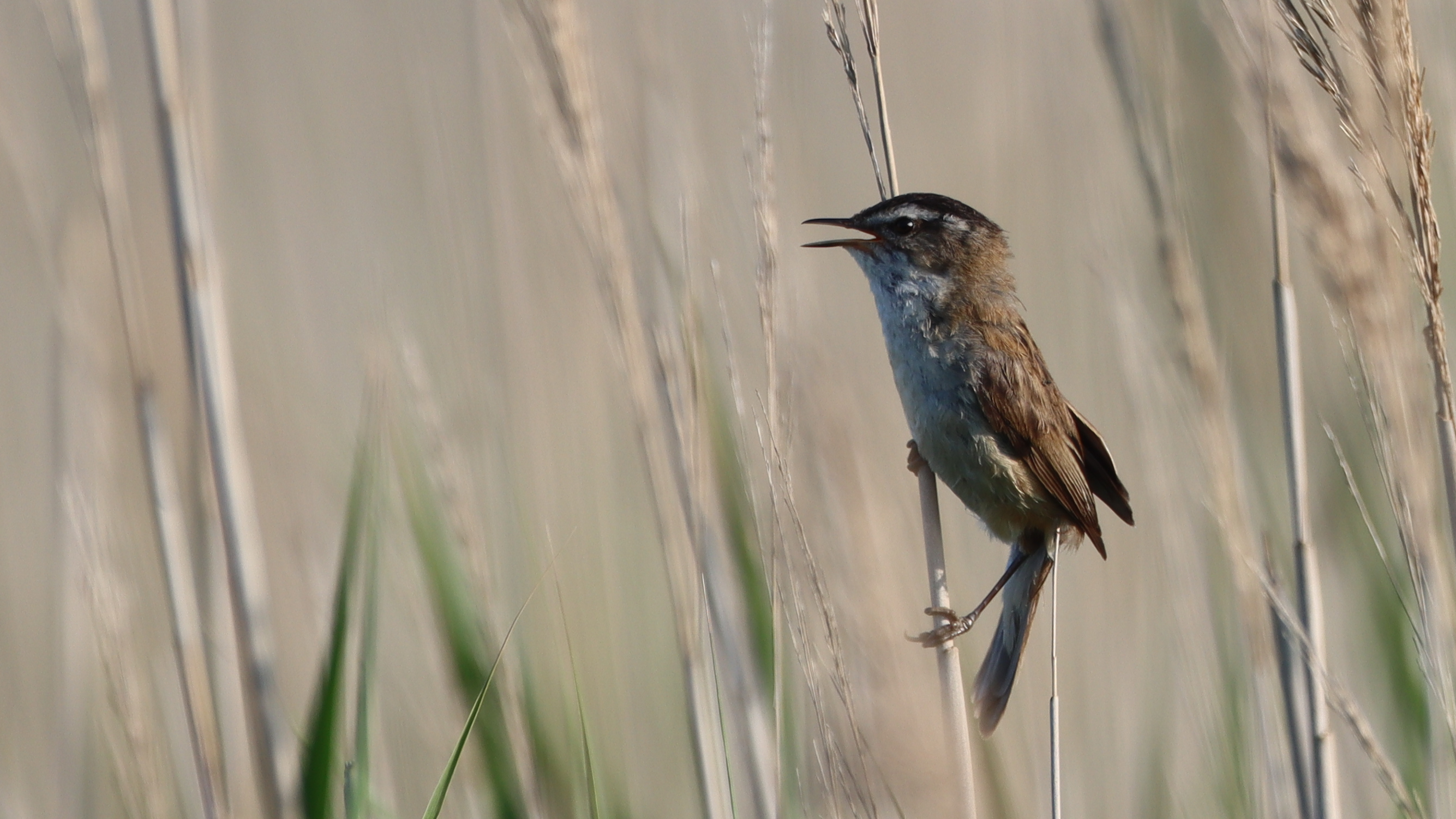 moustached warbler