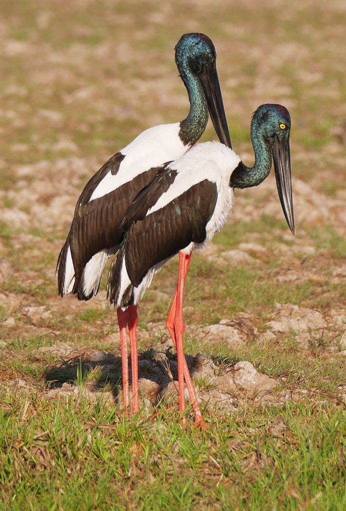 Mr &amp; Mrs Black Necked stork...