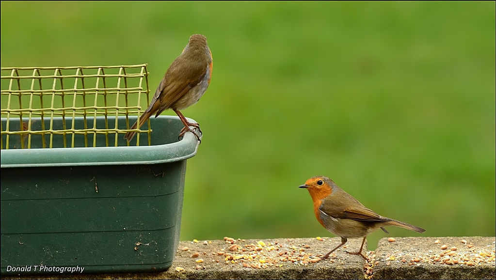 Mrs and Mr Robin