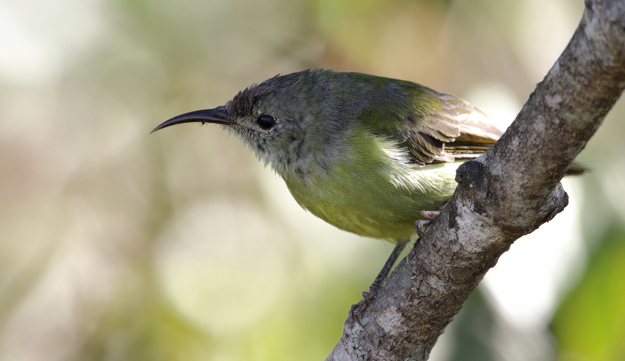 Mrs. Gould´s Sunbird