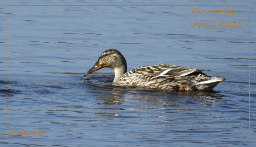 Mrs Mallard