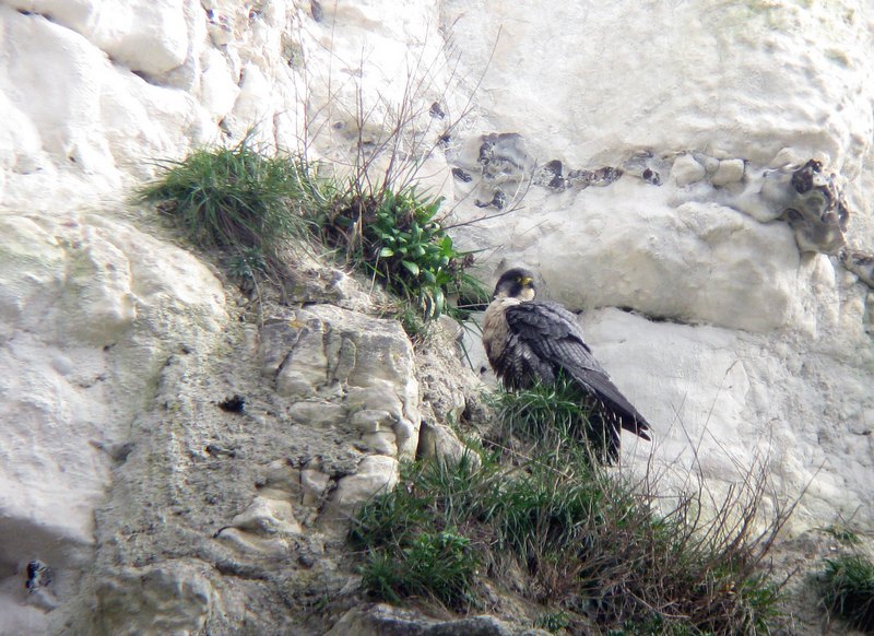 Mrs Peregrine