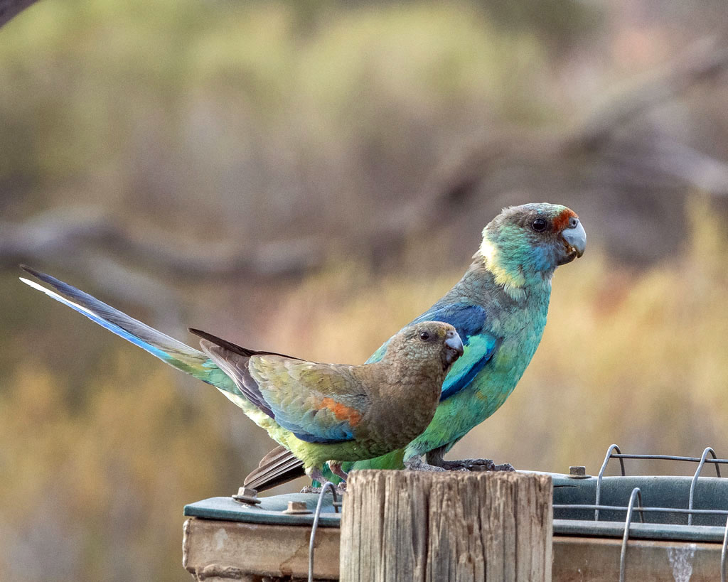 Mulga Parrot (f) and Mallee Ringneck