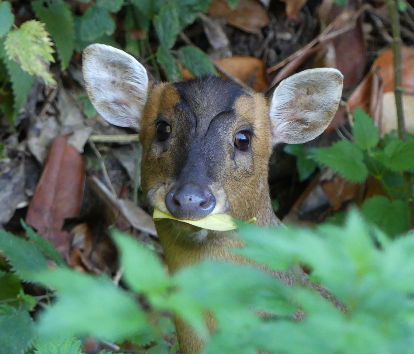 Muntjac with a Leaf