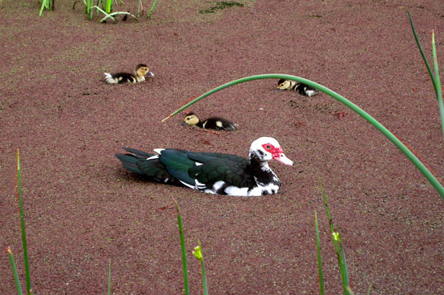 Muscovy Duck With Three Chicks