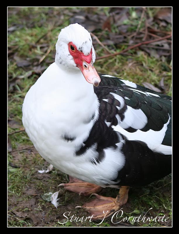 Muscovy Duck