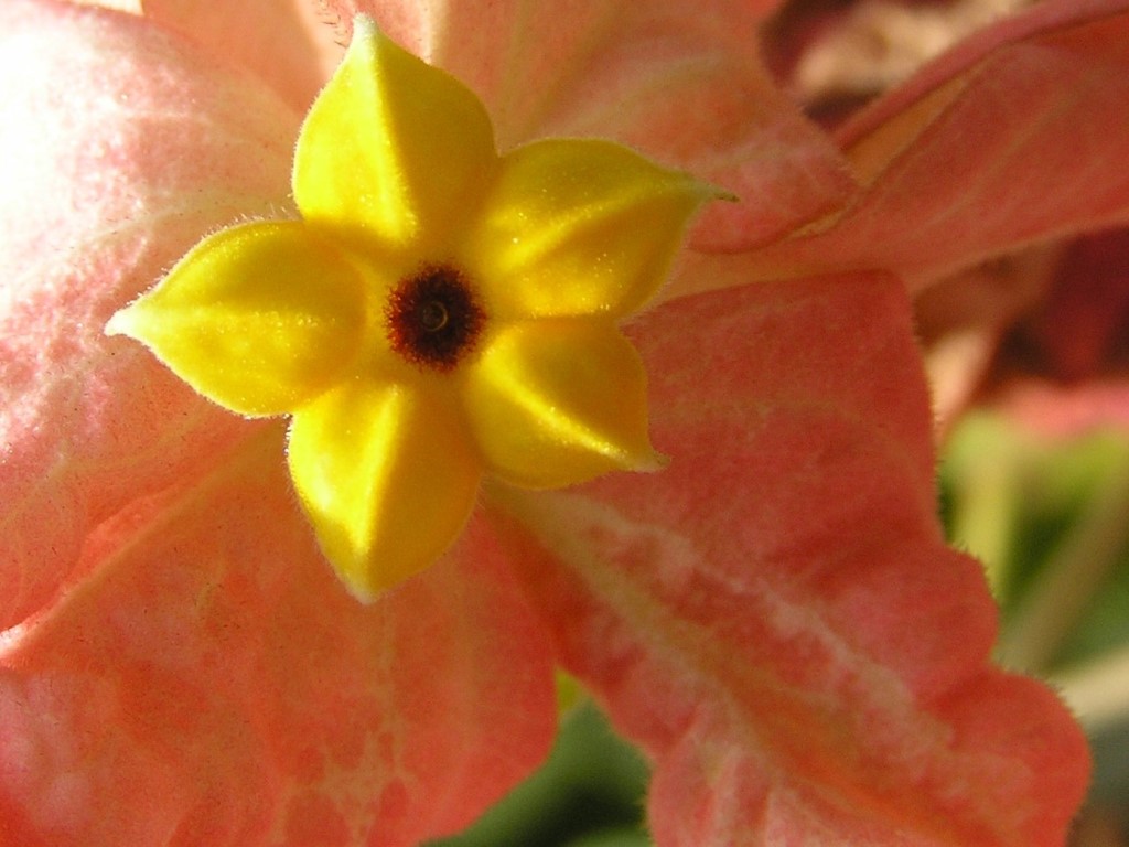 Mussaenda erythrophylla 'Alicia'