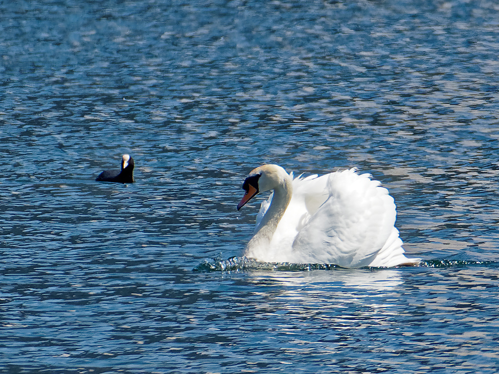 Mute Swan and Coot