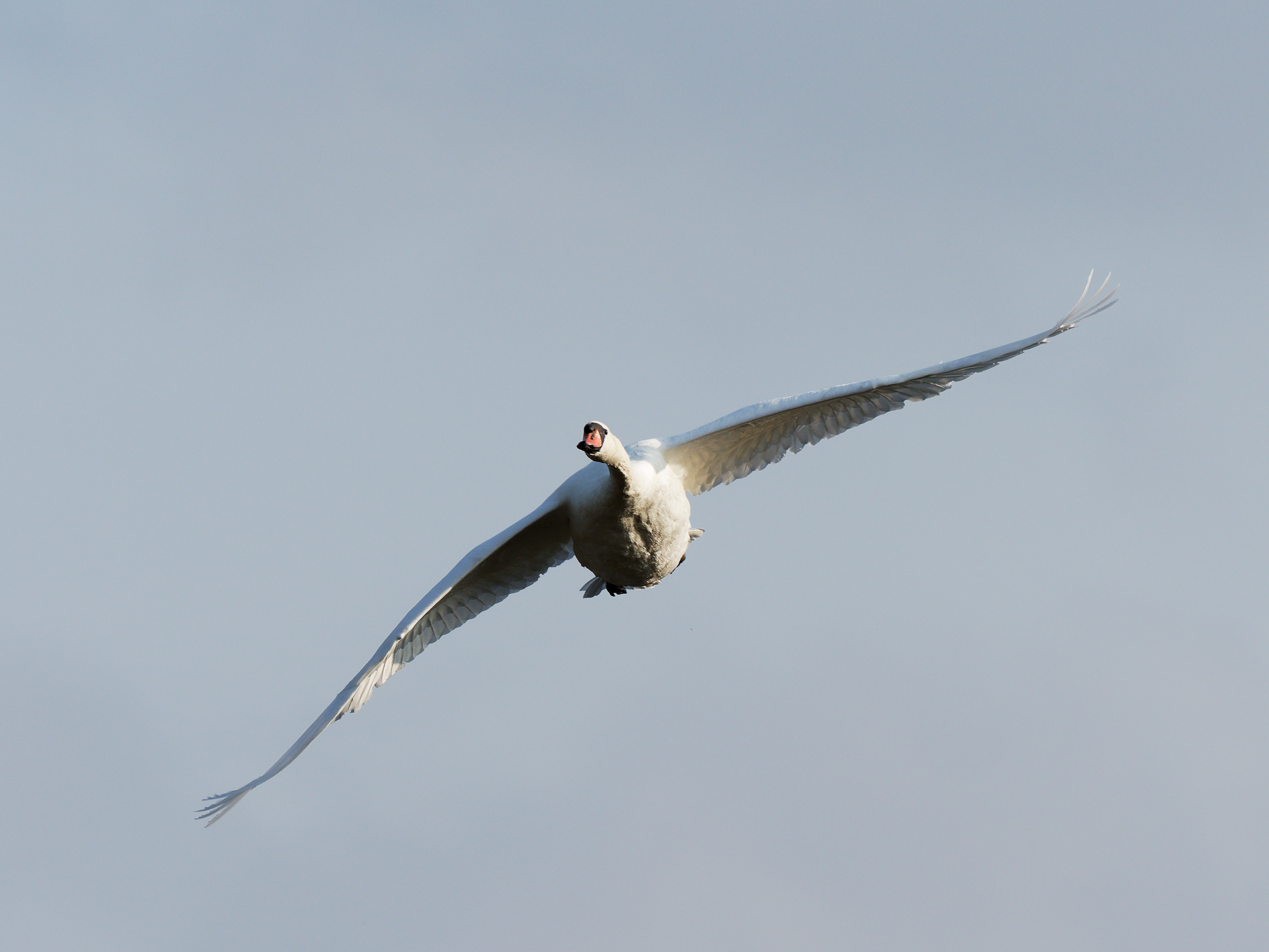 Mute swan in flight