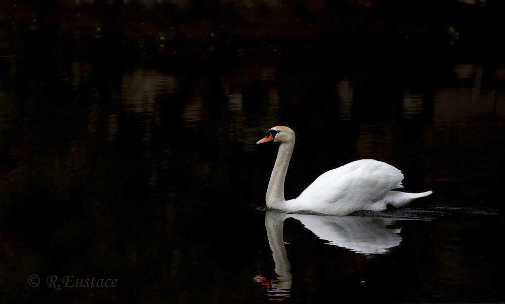 Mute Swan