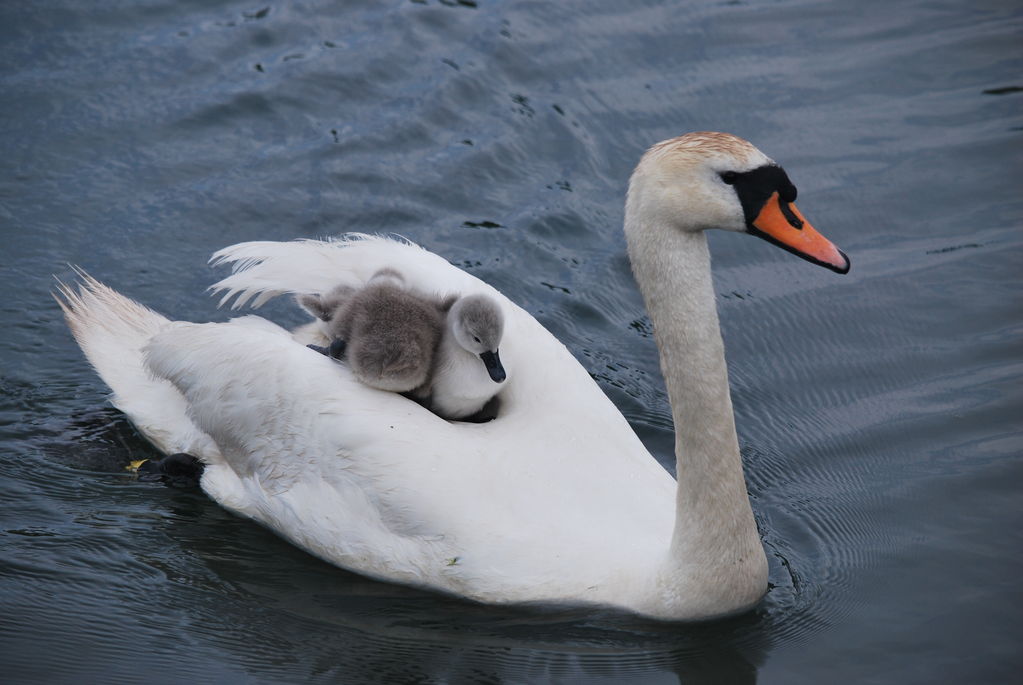 Mute Swan