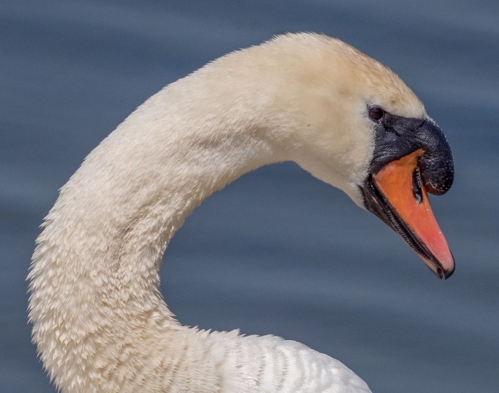 Mute Swan