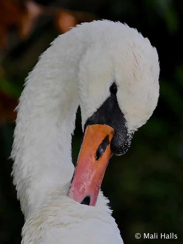 Mute Swan