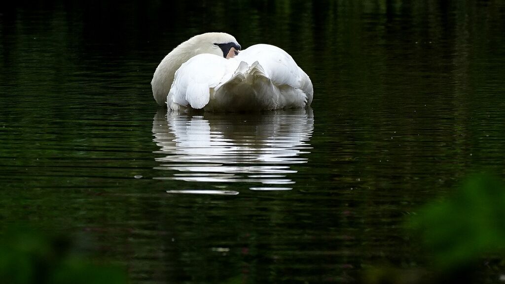 Mute Swan