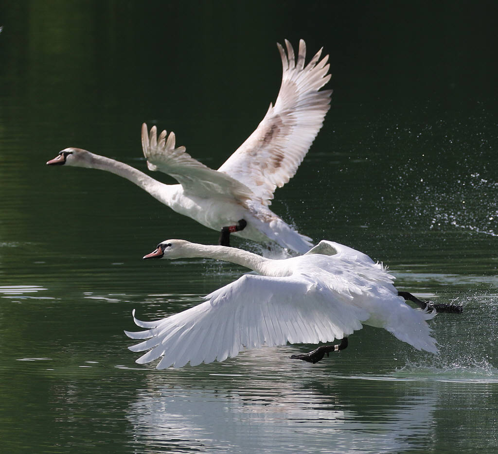 Mute Swan