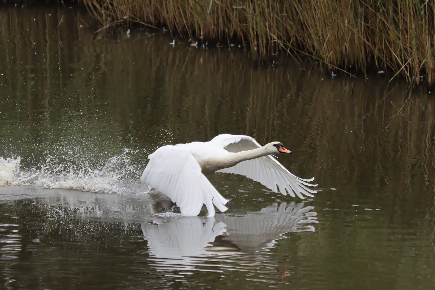 Mute Swan