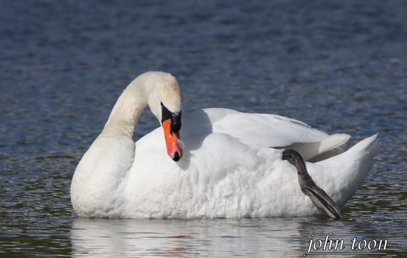 mute swan