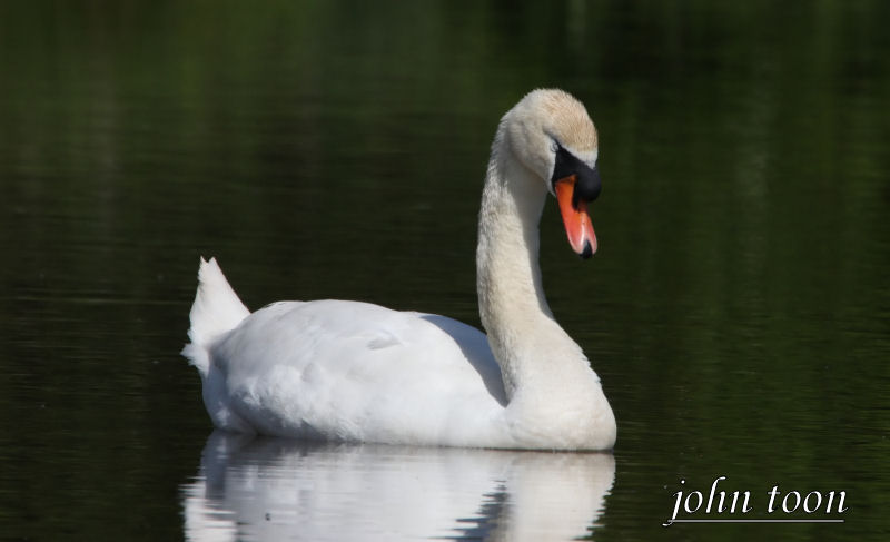 Mute swan
