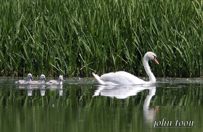 mute swan
