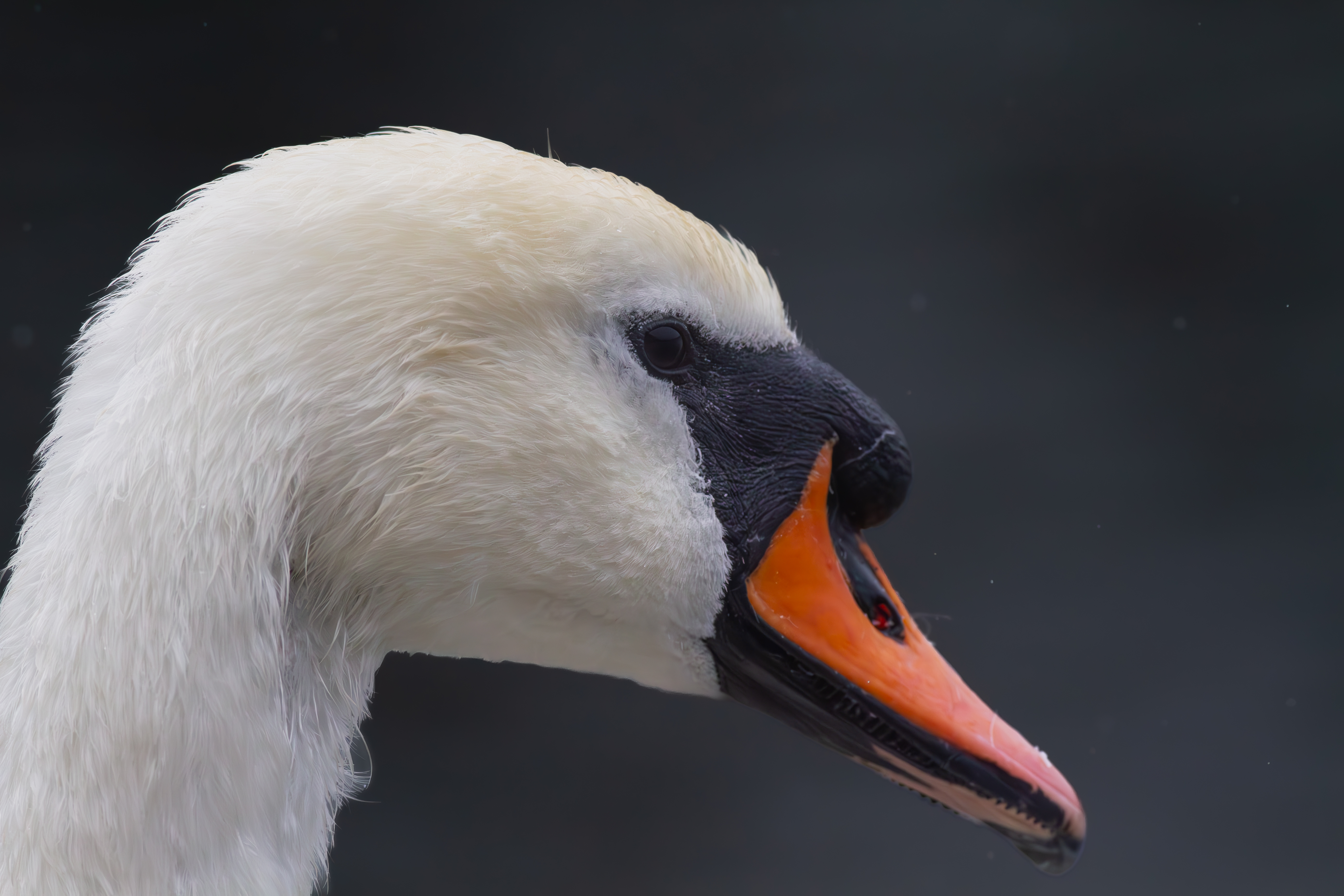 Mute Swan