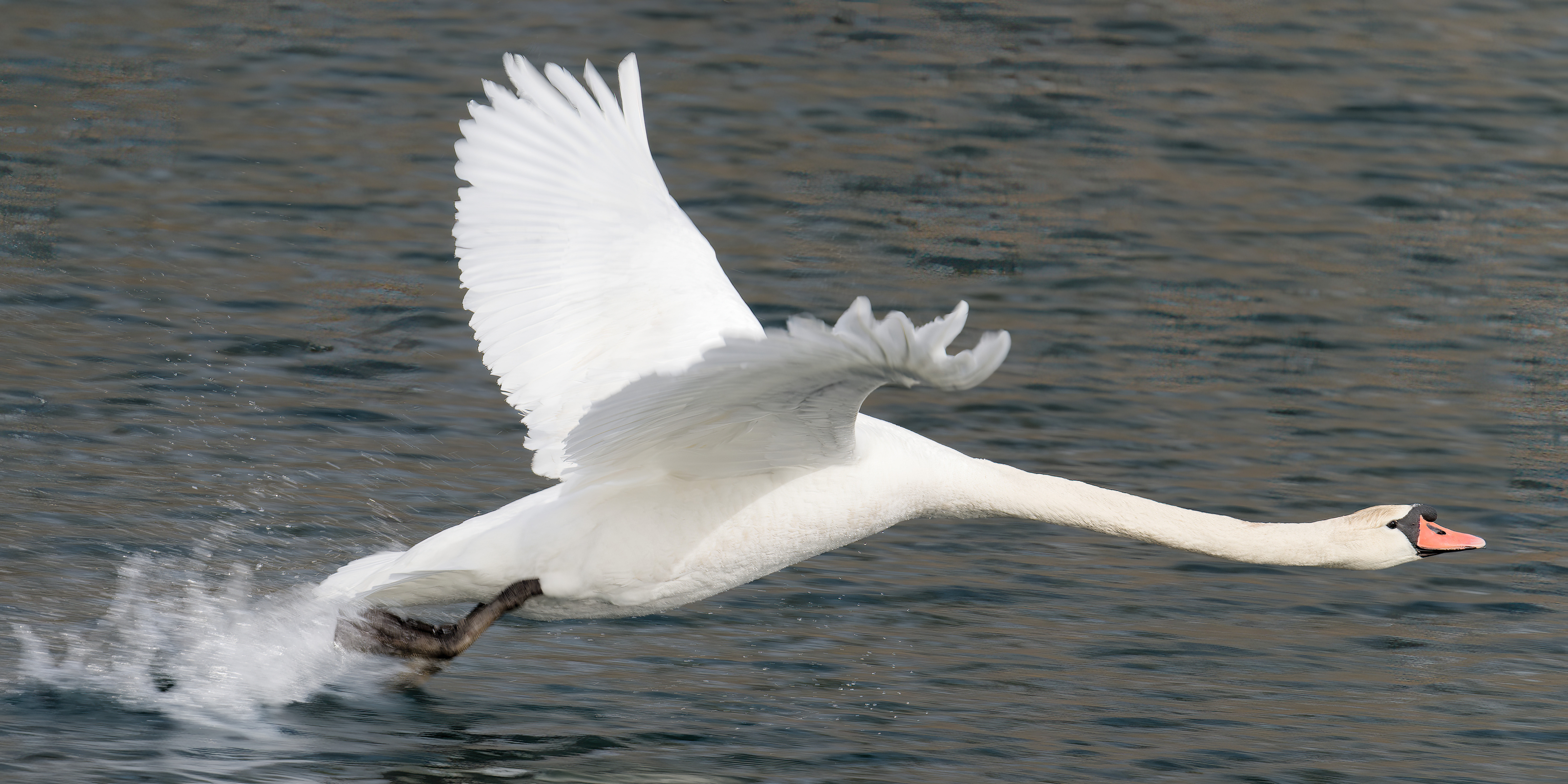 Mute Swan