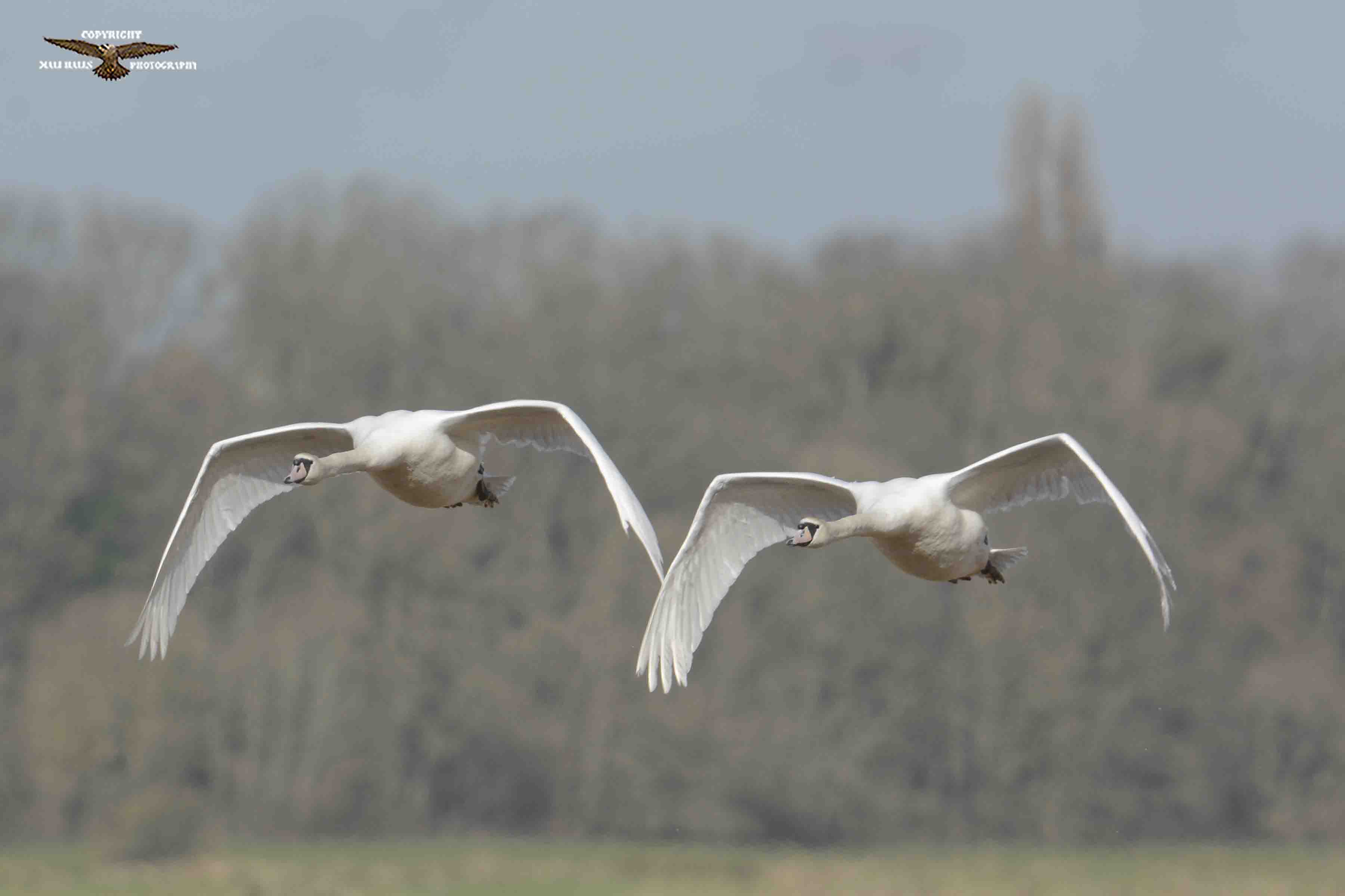 Mute Swans 2005.JPG