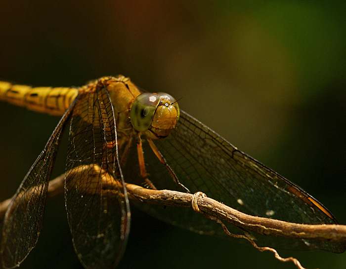 my dragonfly | BirdForum