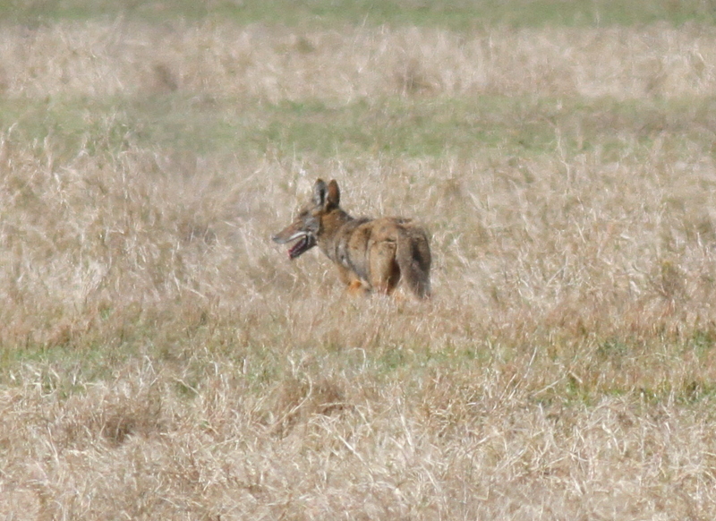 My first Coyote