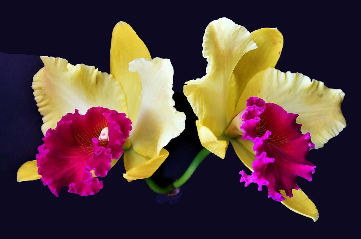 My Yellow and red cattleya orchid, this year bloom during Easter. Happy Easter to all Birdforum members.