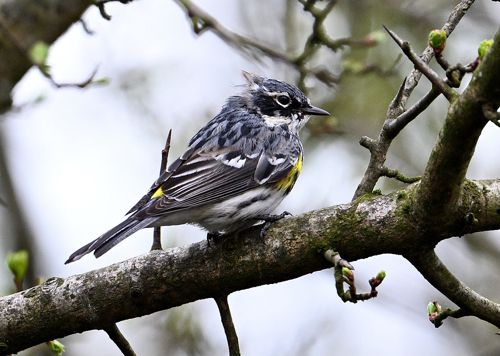 Myrtle Warbler