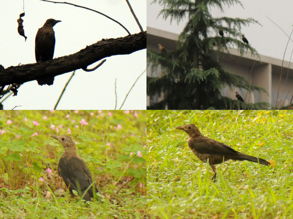 mystery bird Wuhan