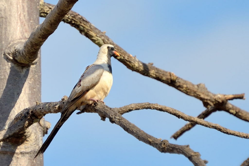 Namaqua Dove (Oena capensis)