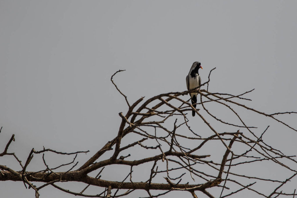 Namaqua Dove