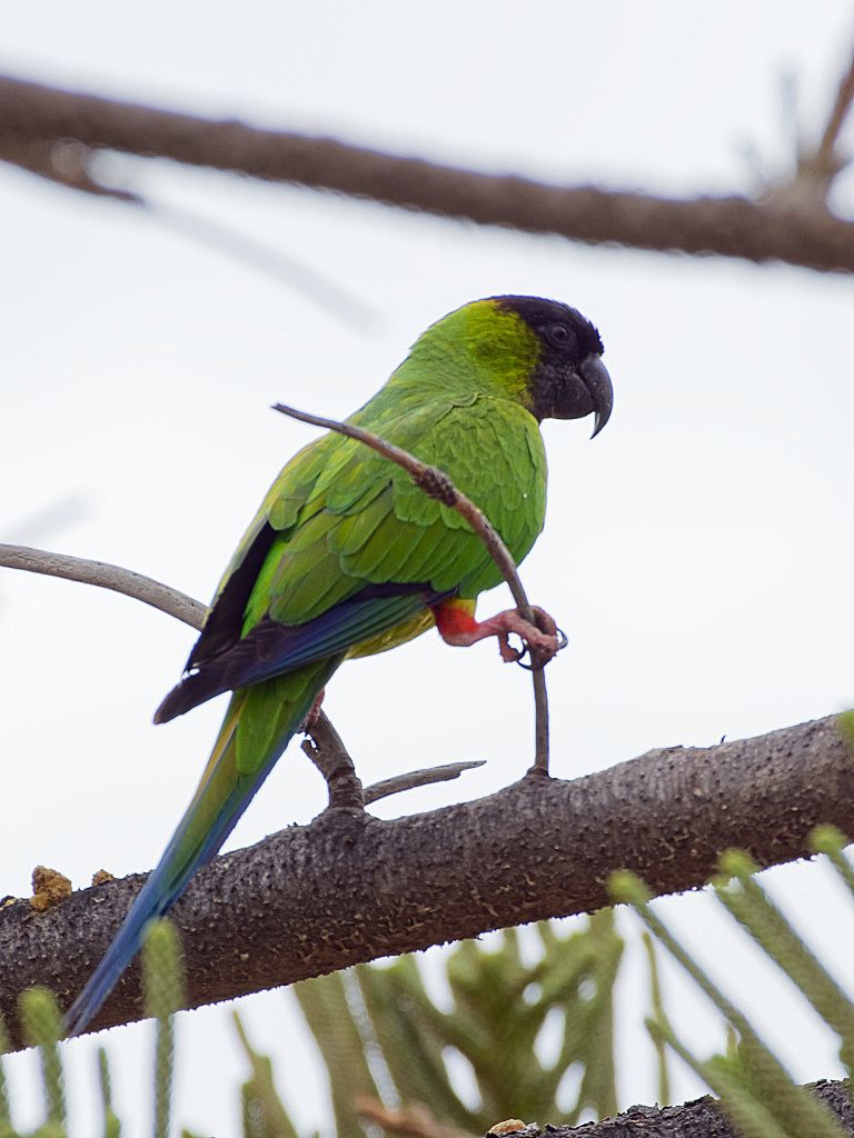 Nanday Parakeet