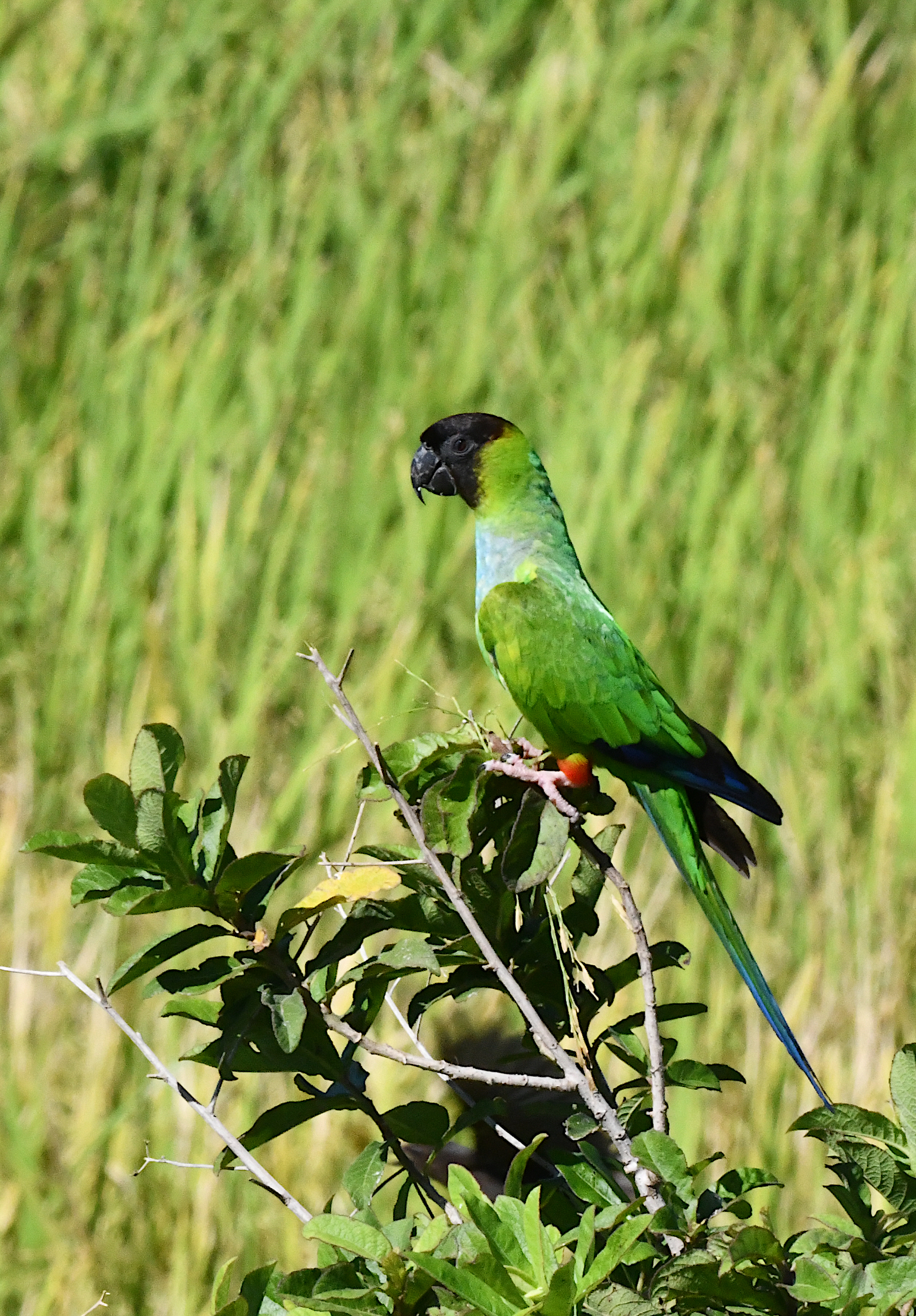 Nanday Parakeet