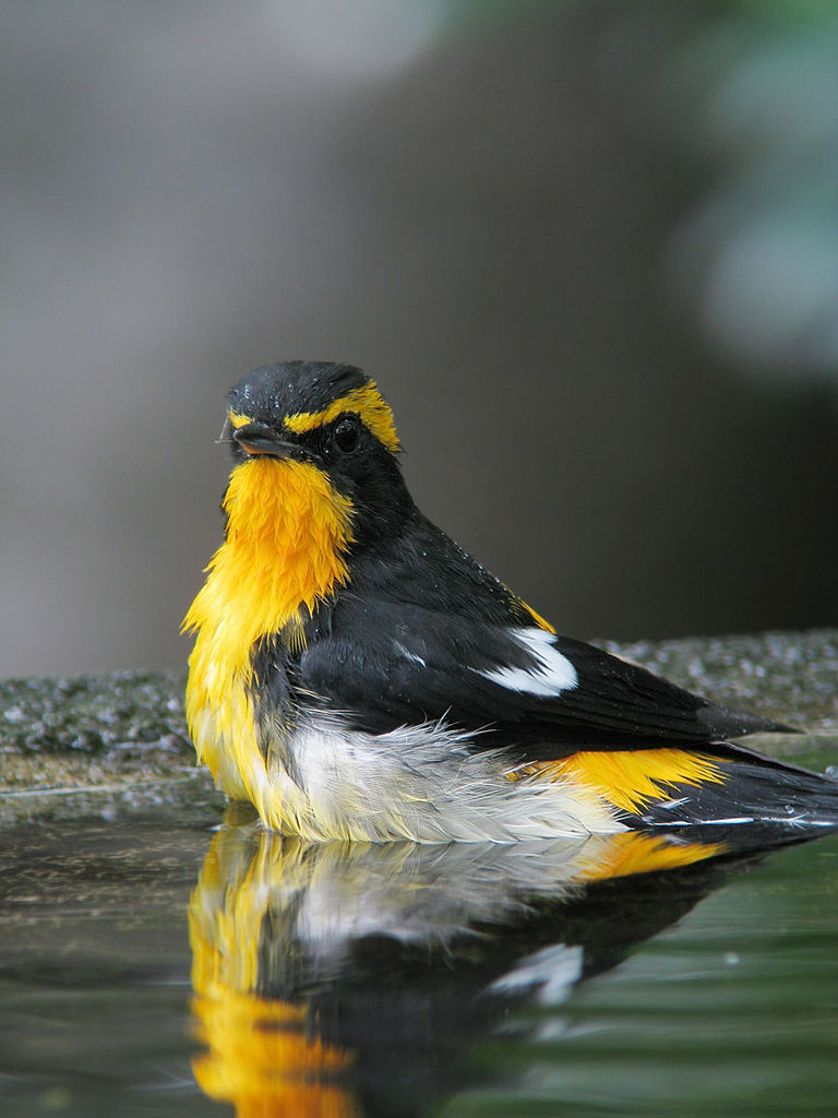 Narcissus Flycatcher