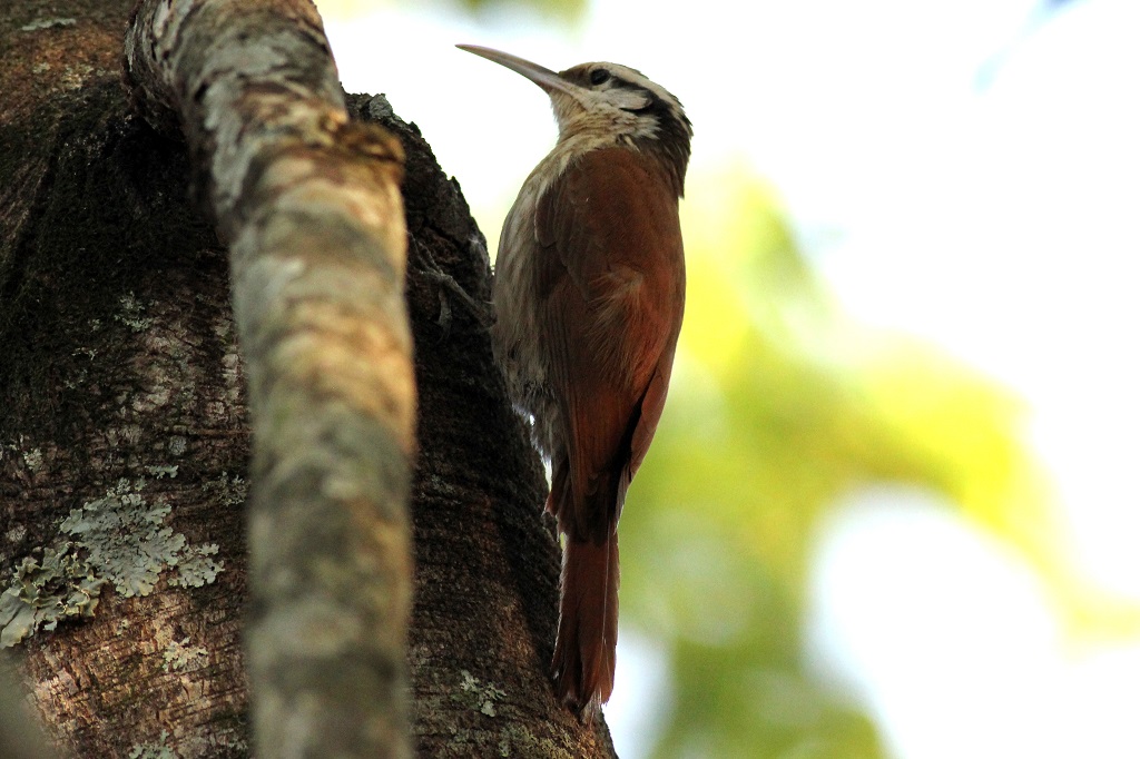 narrow-billed woodcreeper