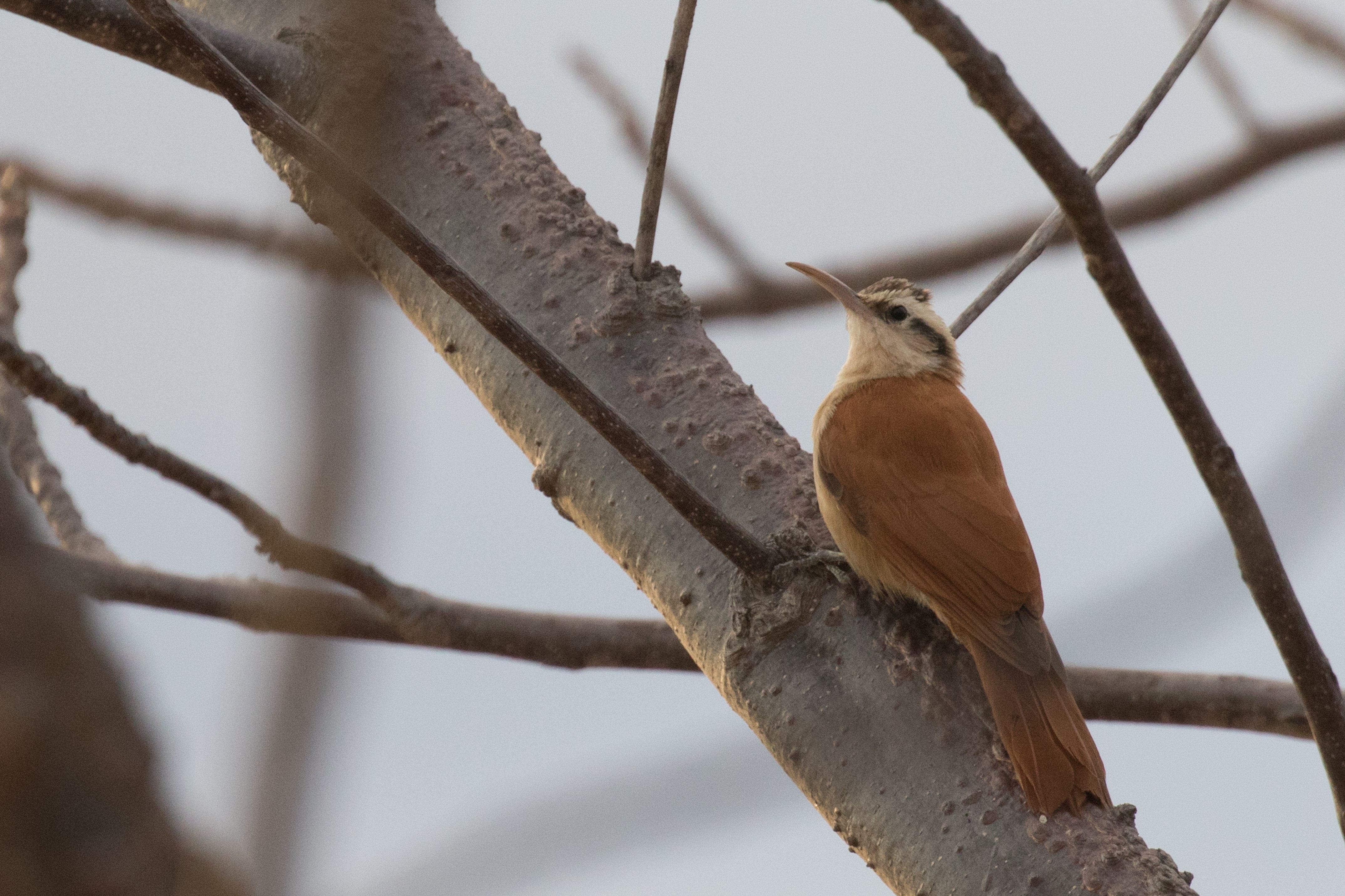 Narrow-billed Woodcreeper