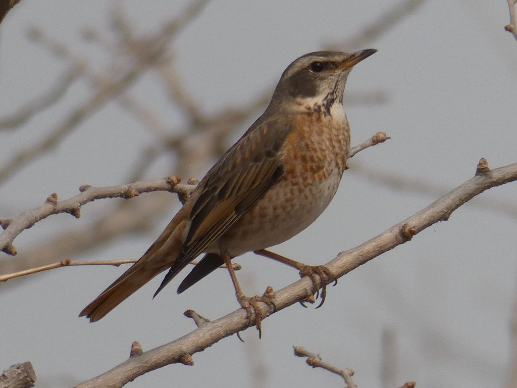 Naumann's Thrush