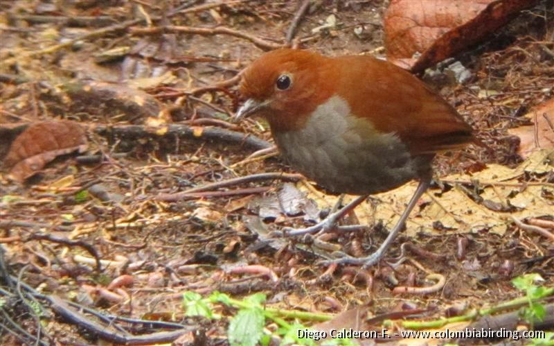 Near-endemic Bicolored Antpitta - Grallaria rufocinerea 1 - Rio Blanco, C A