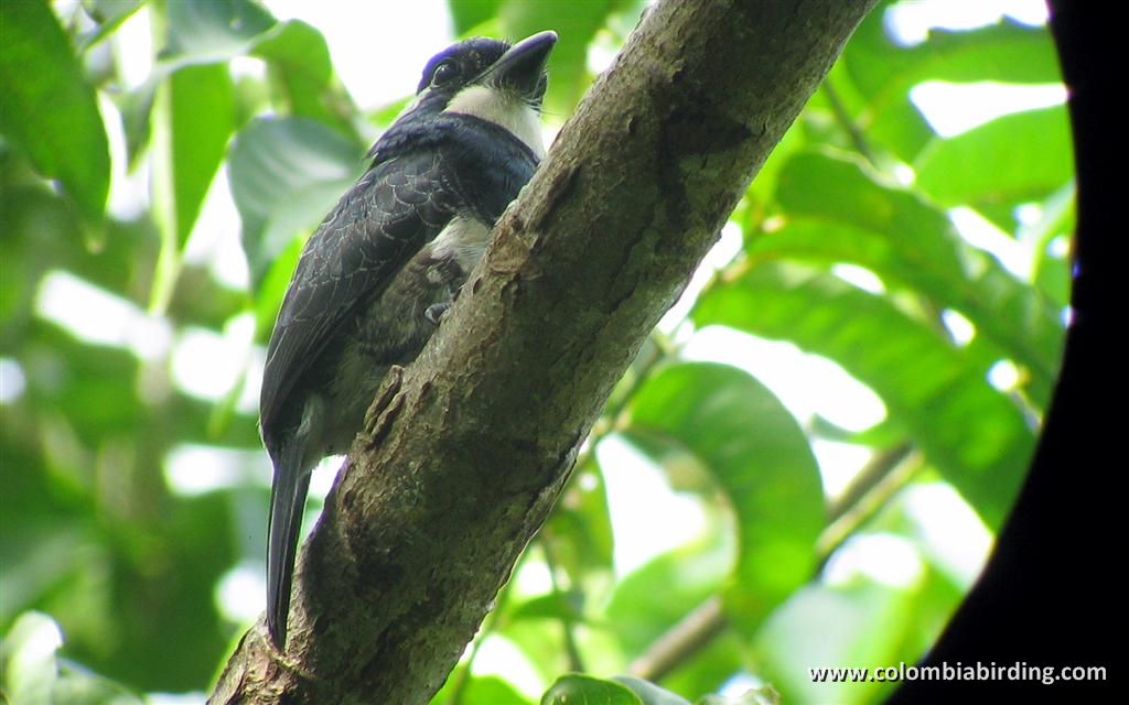 Near-ENDEMIC Black-breasted Puffbird - Notharchus pectoralis