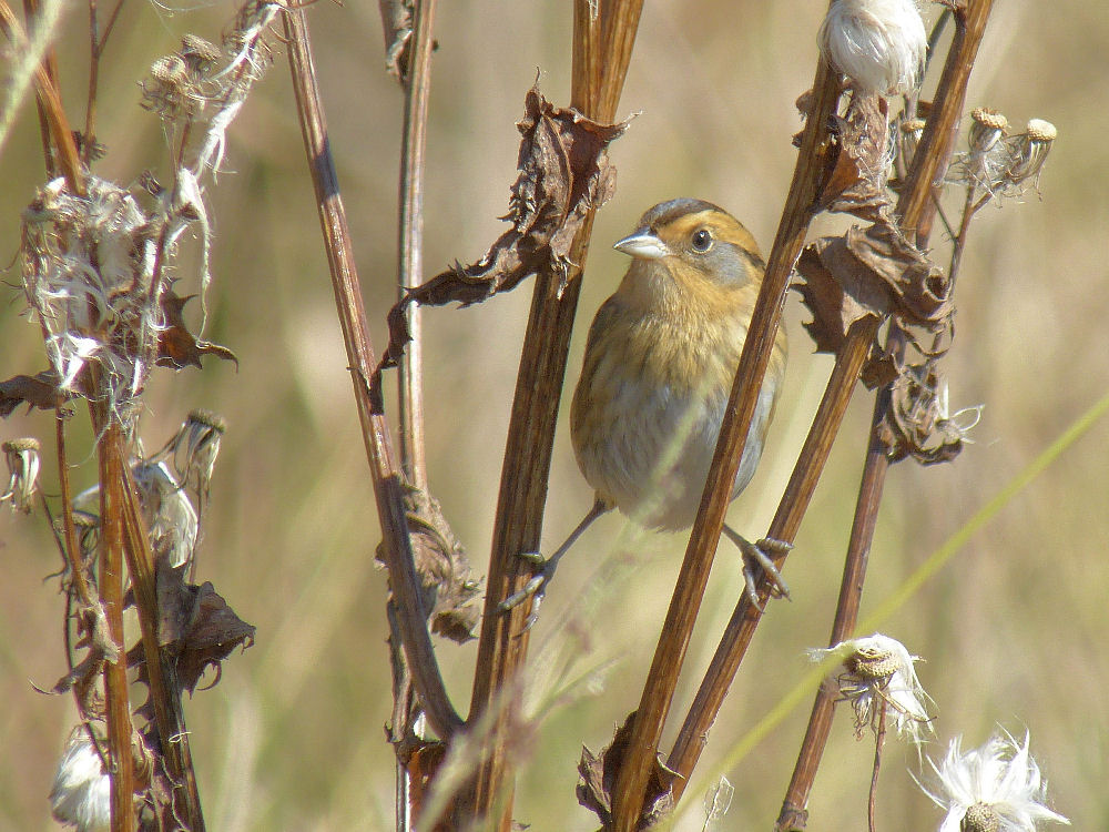 Nelson's Sparrow