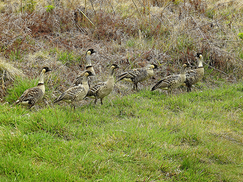 Nene Geese