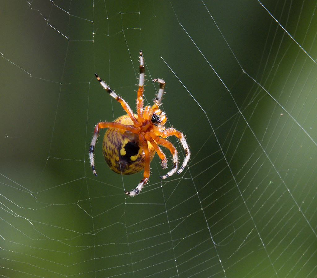 Neoscona crucifera (Spotted Orbweaver)