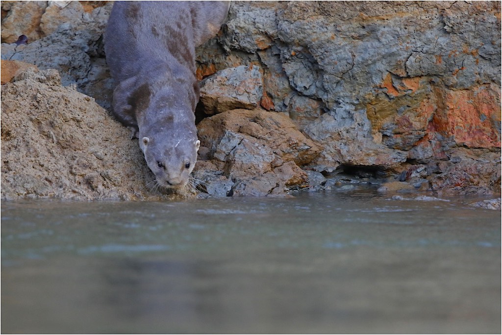 Neotropical River Otter