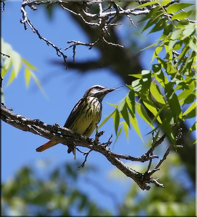 Nest building time