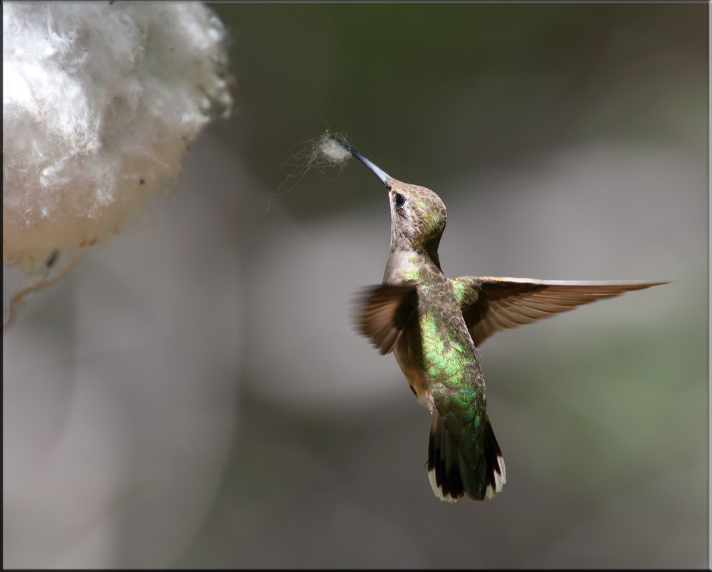 Nesting Material