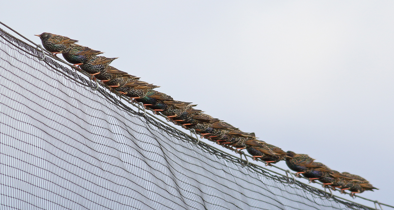 Net capture   Starling