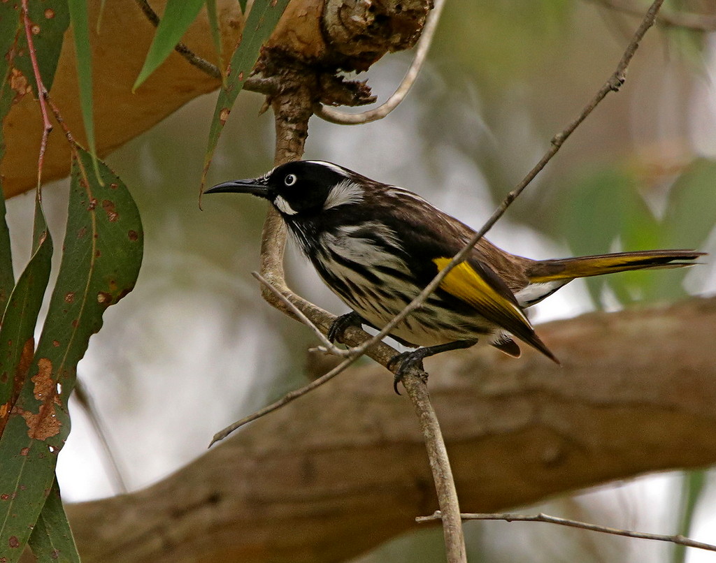 New Holland Honey Eater