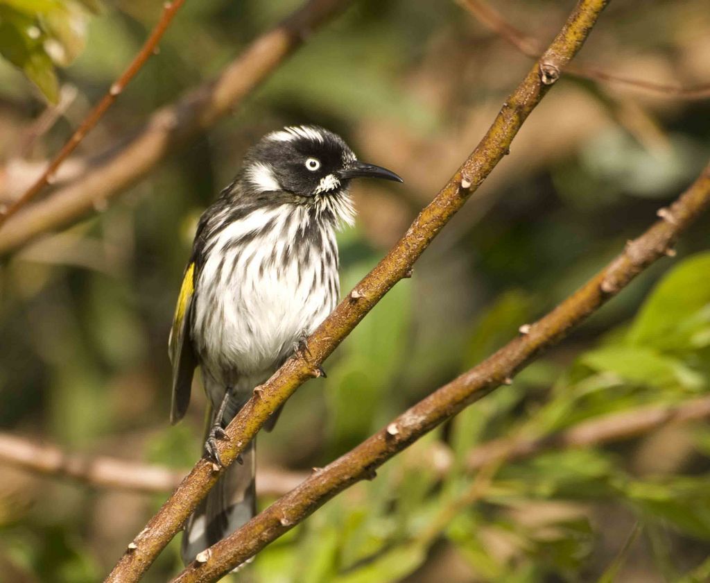 New Holland Honeyeater